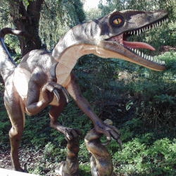 Velociraptor - Bob