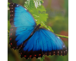 Stratford Butterfly Farm Visitor Guide, including Tropical Butterfly ID Booklet