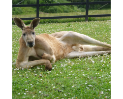 Red kangaroo - Walter
