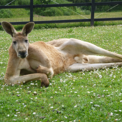 Red kangaroo - Walter