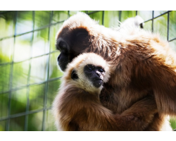 Adopt a White Handed Gibbon