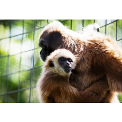 Adopt a White Handed Gibbon