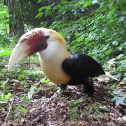 Blyth's hornbill - Will