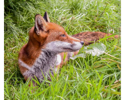 Red Fox Adoption