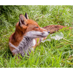 Red Fox Adoption