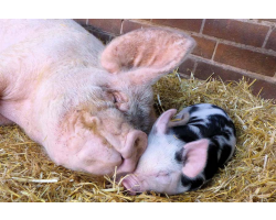 Pigs Adoption