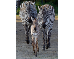 Zebra Adoption Pack