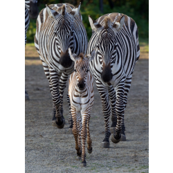 Zebra Adoption Pack