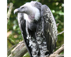 Rueppells griffon vulture - Ziggy (male)