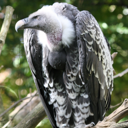 Rueppells griffon vulture - Ziggy (male)